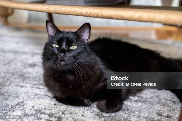 Senior Black Cat At Home Stock Photo - Download Image Now - Animal, Animal Hair, Animal Whisker