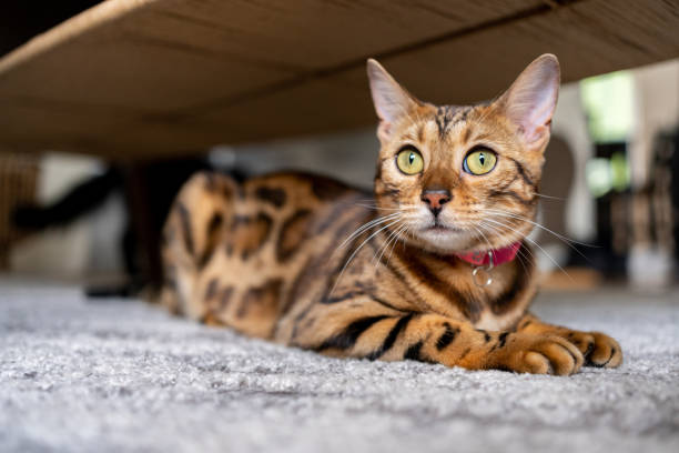 gato de bengala en casa - bengal cat fotografías e imágenes de stock