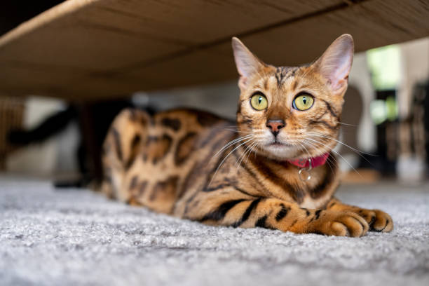 Bengal cat at home stock photo
