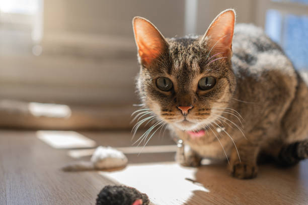 istock Domestic cat looking at the camera 1276717906