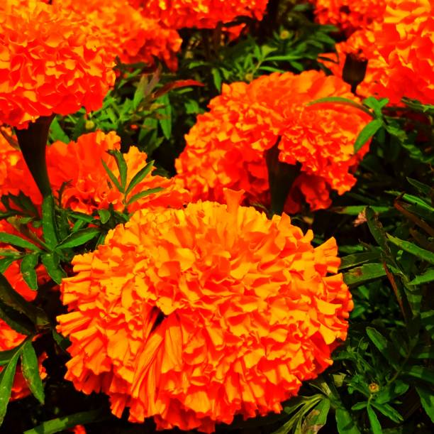 istock yellow flower plant 1276718586