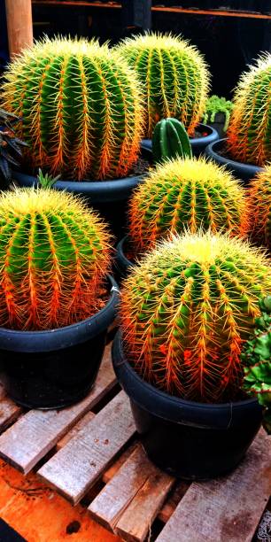 istock green cactus flowering plant 1276718660