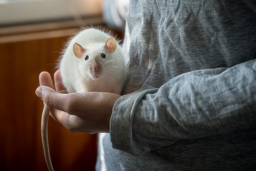 Little white rat in a woman's hands close up.