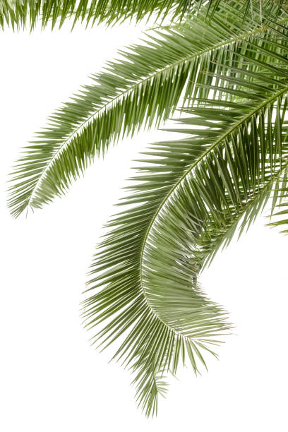 istock Hanging palm leaves isolated on the white background 1276727159