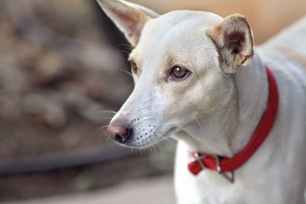 istock Portrait of Indian breed dog 1276728023