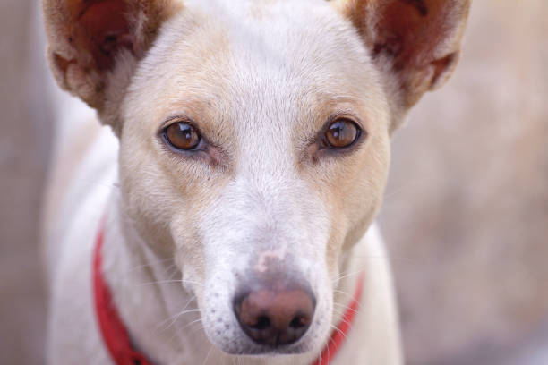 istock Portrait of Indian breed dog 1276728031