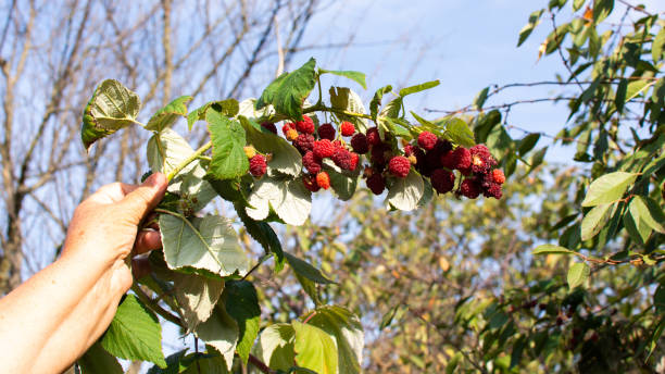 Autumn sweet berry raspberry