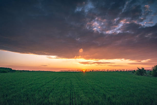 istock Fields landscape in summer sunset and sunrise 1276730504