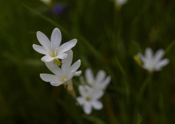 istock Wild flowers coming out during spring time in the Western Cape 1276736696