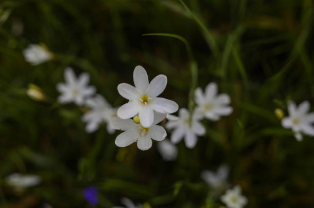 istock Wild flowers coming out during spring time in the Western Cape 1276737231