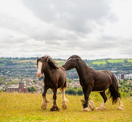 Two Dales Pony horses on the grass with a panoramic view in the background on cloudy summer day