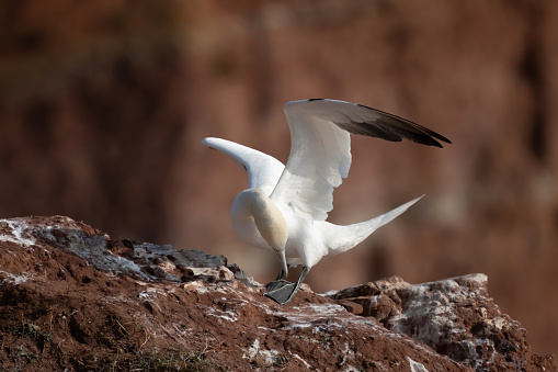 Northern gannet with spreadout wings landing near his mate in a breeding colony at cliffs of Helgoland island, Germany.