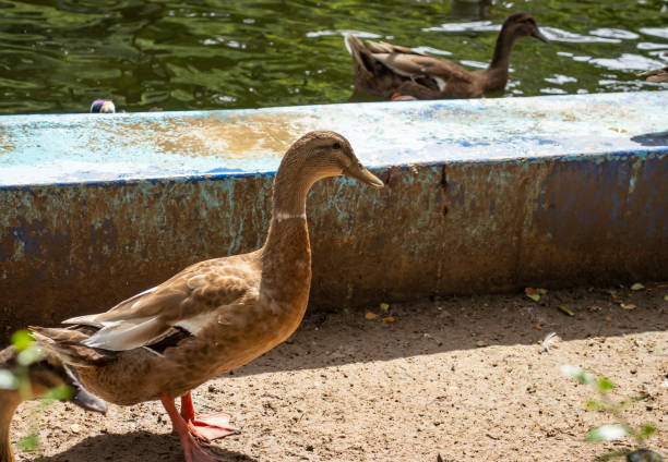 istock Brown duck, staining in the bright sunlight 1276740459