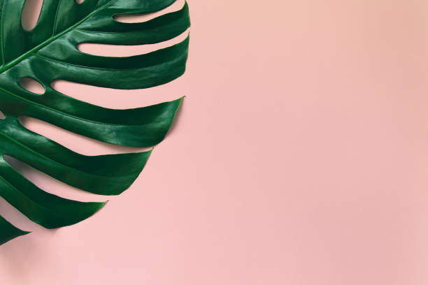 istock Monstera leaf on colorful background. Nature concept. 1276741549