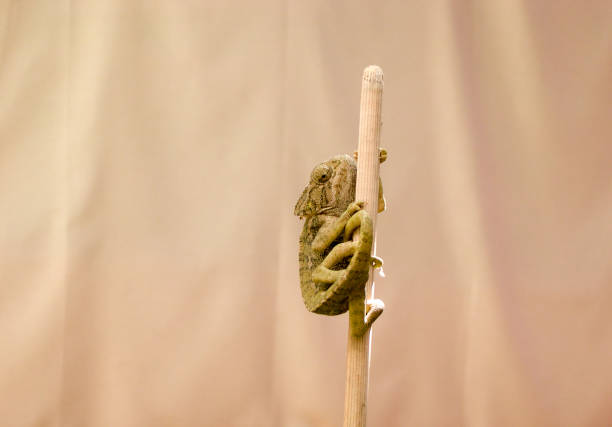 istock a chameleon tries to escape 1276741744