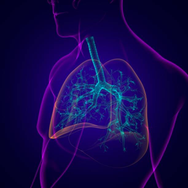 istock Lungs Human Respiratory System Anatomy For Medical Concept 3D 1276742415