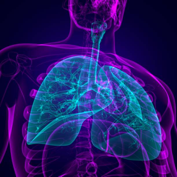 istock Lungs Human Respiratory System Anatomy For Medical Concept 3D 1276742430