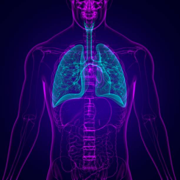 istock Lungs Human Respiratory System Anatomy For Medical Concept 3D 1276742503
