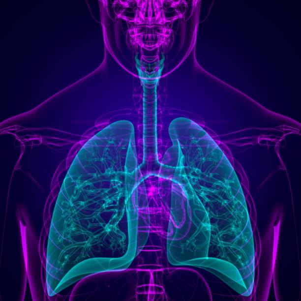 istock Lungs Human Respiratory System Anatomy For Medical Concept 3D 1276742792