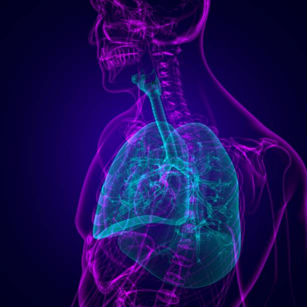 istock Lungs Human Respiratory System Anatomy For Medical Concept 3D 1276742852