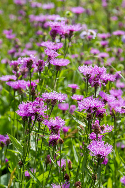 istock Field with centaurea jacea, brown knapweed violet flowers 1276746898