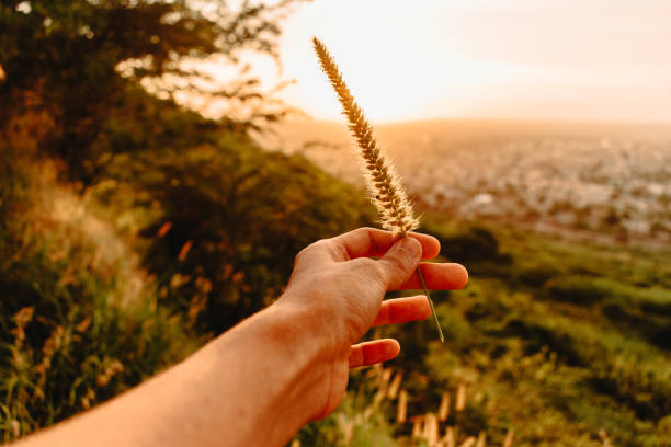 istock Girl hand holding flower in sunset background. Fall patterns 1276748207