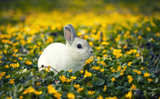 Rabbit. Beauty Little Easter Bunny on the blooming Meadow. Spring Flowers and Green Grass. Sunbeams