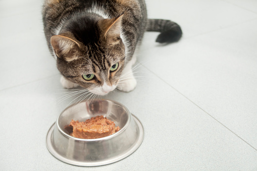 Pet wet food dish for cat, hungry cat ready to eat, kitchen white tiled  floor. Copy space available on the right.