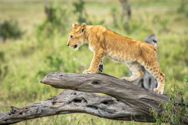 istock Lion cub climbing a dead tree in Masai Mara in Kenya 1276750648