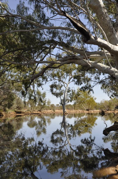 istock Congo creek reflections of the white river gum trees. 1276750678