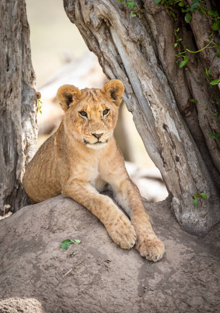 pionowy portret małego lwa w masai mara w kenii - masai mara national reserve masai mara lion cub wild animals zdjęcia i obrazy z banku zdjęć