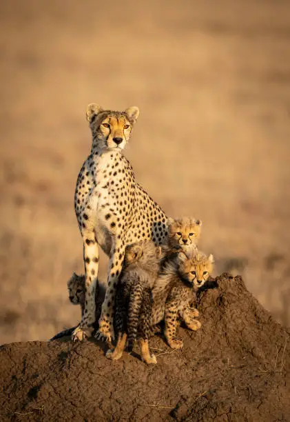 Photo of Vertical portrait of a female cheetah and her four small baby cheetahs sitting on a big termite mound in Serengeti in Tanzania