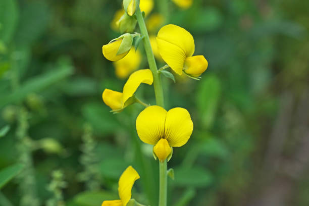 istock Crotalaria assamica 1276751389