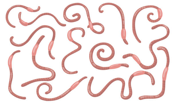 ilustrações de stock, clip art, desenhos animados e ícones de curled worms set - worm cartoon fishing bait fishing hook