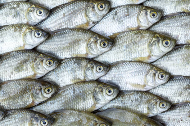 istock small carp are laid out in a row for the background 1276752346