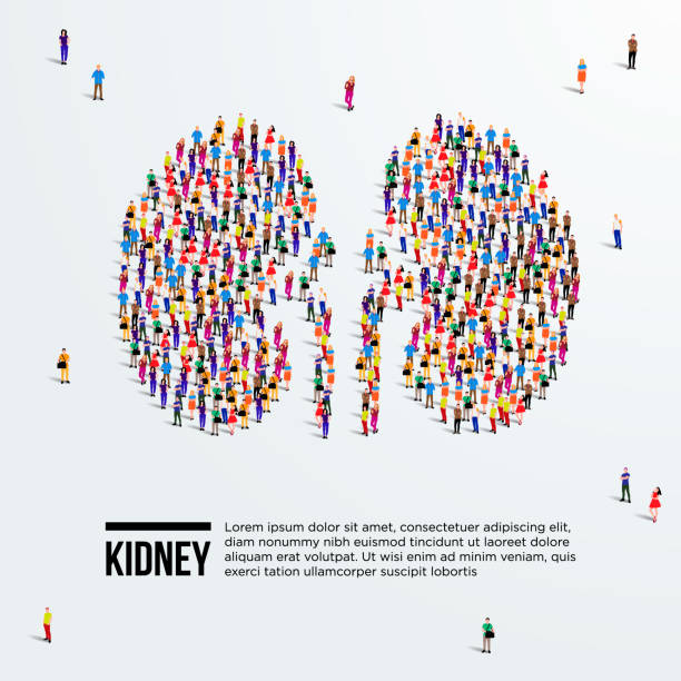 Kidney concept. Large group of people form to kidneys. Vector illustration. Kidney concept. Large group of people form to kidneys. Vector illustration. human kidney stock illustrations