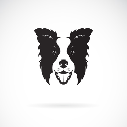 Vector of a border collie dog on white background. Pet. Animal. Dog logo or icon. Easy editable layered vector illustration.