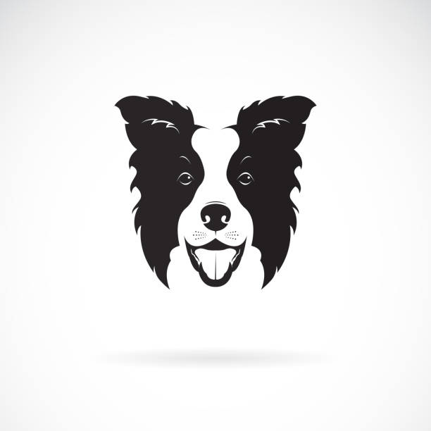 Vector of a border collie dog on white background. Pet. Animal. Dog logo or icon. Easy editable layered vector illustration. Vector of a border collie dog on white background. Pet. Animal. Dog logo or icon. Easy editable layered vector illustration. border collie stock illustrations