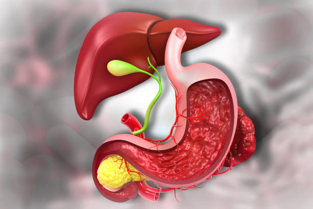 istock Human liver, digestive system anatomy 1276755388