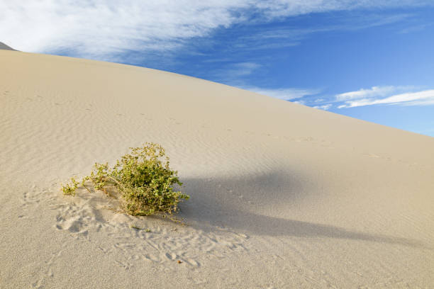 istock Eureka Dunes Dry Camp, suothwest USA sand 1276755525