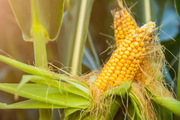 istock The corn plant in the field 1276755988