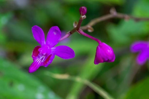 istock Beautiful pink orchid flowers 1276757006
