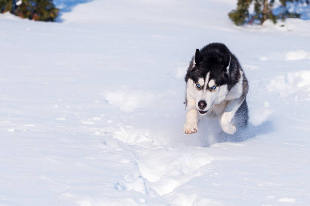 istock Siberian Husky conquers snowdrifts. 1276757502
