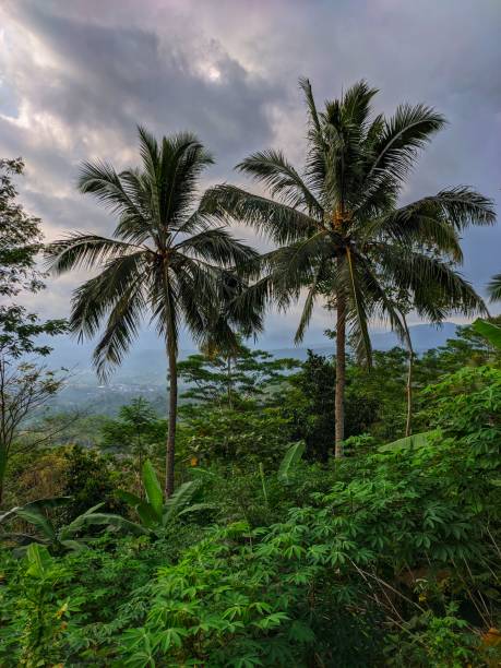 istock Beautiful landscape in the afternoon with forest background 1276757721