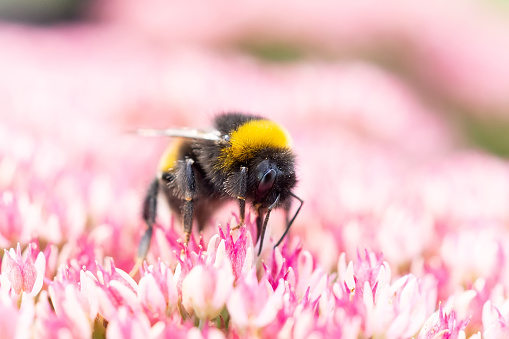 Macro photography of a bumblebee feeding from a red clover flower.