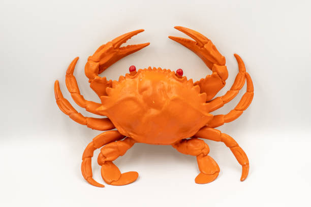 The toy made of rubber is a realistic crab shape.