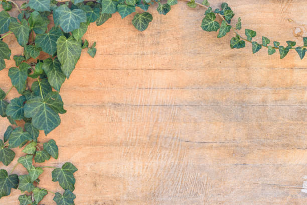 istock Ivy leaves and branches on old plywood 1276758696