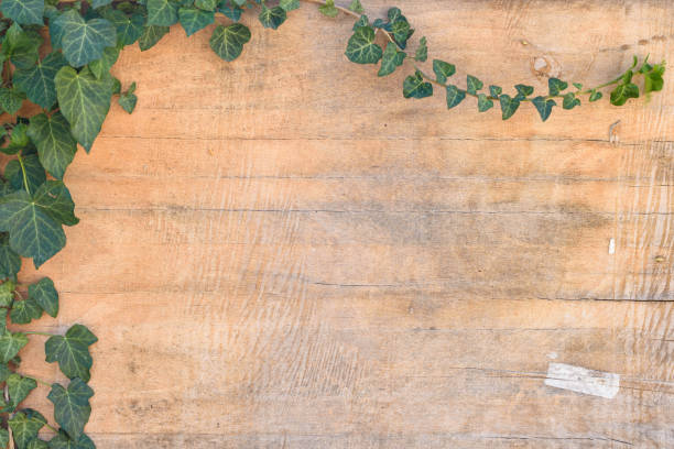istock Background - ivy leaves and branches on old plywood 1276758700