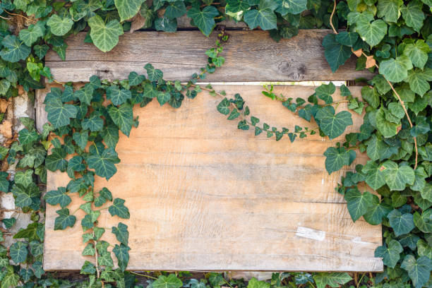 istock Beautiful wooden old board in ivy thickets 1276758707