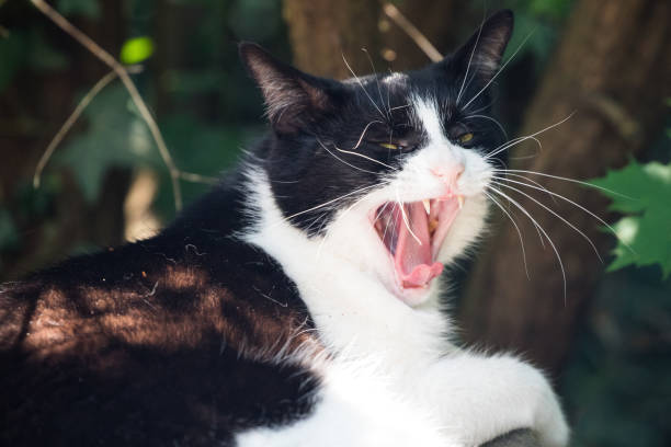 istock Cat showing teeath and tongue in Mainz Germany 1276758893